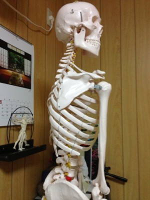 背骨 脊椎 しなり