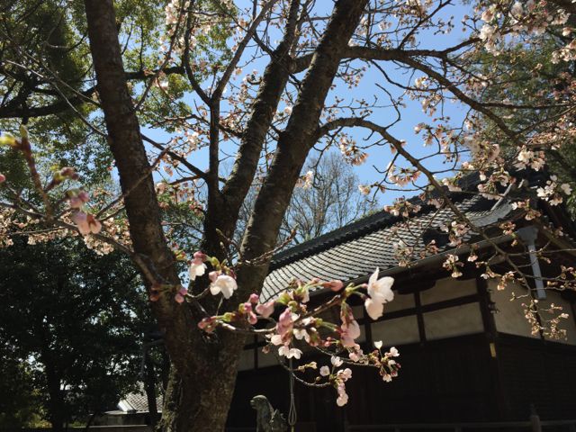 柿本