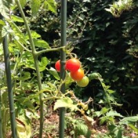 家庭菜園　トマト