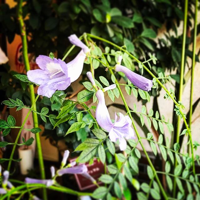 紫雲花 ジャガランダ 開花️見事復活◎