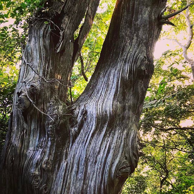 地元ククノチ様️^o^